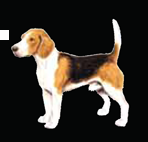dog.png